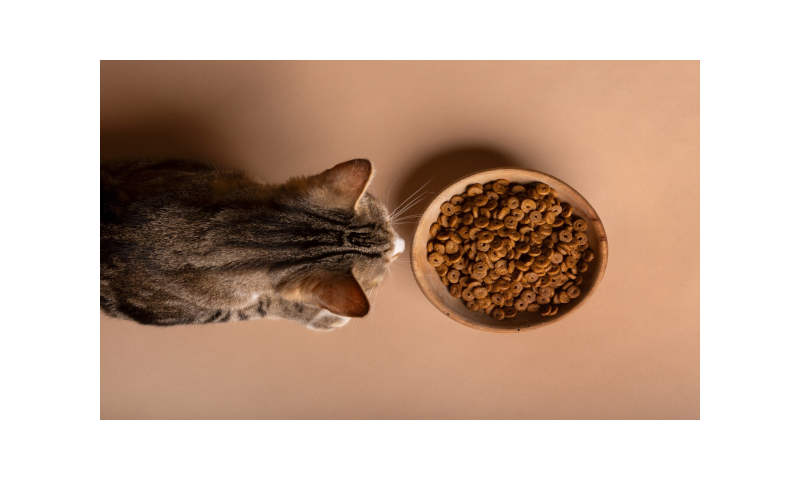 ¿Cuál es el mejor pienso para gatos? Una guía completa